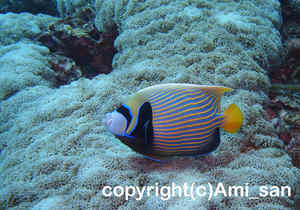 「タテジマキンチャクダイ」　あみさん撮影