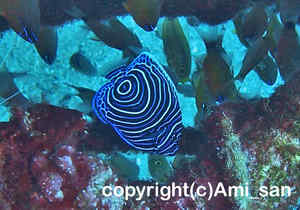「タテジマキンチャクダイ」　あみさん撮影