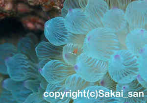 「カザリイソギンチャクエビ」　さかいさん撮影