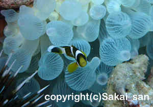 「クマノミ」　さかいさん撮影