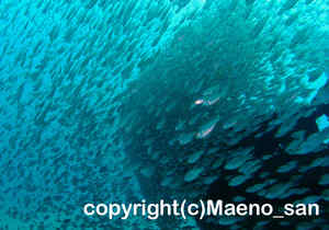 「クロホシイシモチ」　まえのさん撮影