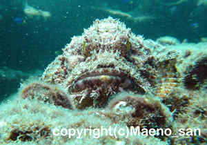 「オニカサゴ」　まえのさん撮影