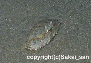 「ソデカラッパ」　さかいさん撮影