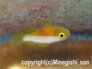 「ナカモトイロワケハゼ」　みねぎしさん撮影