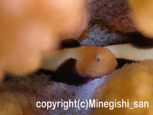 「パンダダルマハゼ」　みねぎしさん撮影