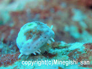 「ユキンコボウシガニ」　みねぎしさん撮影