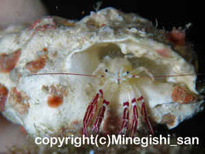 「ダンダラヒメヨコバサミ」　みねぎしさん撮影