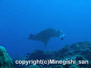 「マンタ」　みねぎしさん撮影