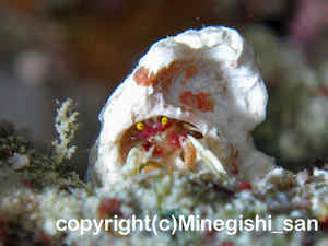 「シダラミギキキヨコバサミ」　みねぎしさん撮影