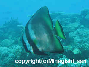 「アカククリ」　みねぎしさん撮影