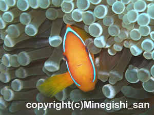 「ハマクマノミ」　みねぎしさん撮影
