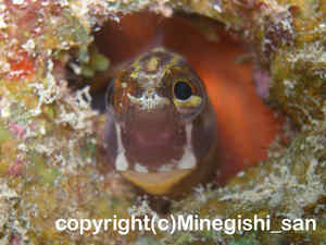 「ヒトスジギンポ」　みねぎしさん撮影