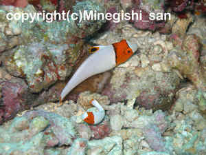 「イロブダイ」　みねぎしさん撮影