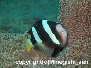 「クマノミ」　みねぎしさん撮影