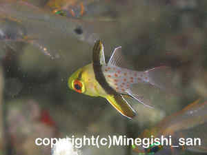 「マンジュウイシモチ」　みねぎしさん撮影