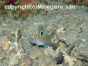 「ニチリンダテハゼ」　みねぎしさん撮影