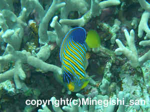 「ニシキヤッコ」　みねぎしさん撮影