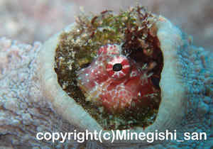 「エリグロギンポ」　みねぎしさん撮影