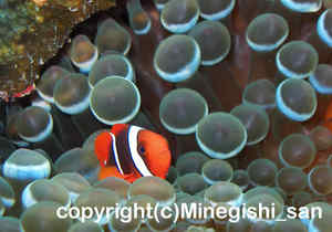 「ハマクマノミ」　みねぎしさん撮影