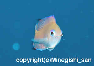 「ケラマハナダイ」　みねぎしさん撮影