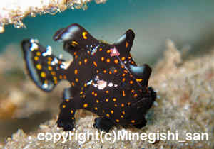 「クマドリカエルアンコウ」　みねぎしさん撮影