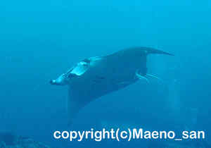「マンタ」　まえのさん撮影