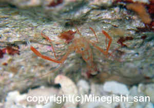 「スベスベオトヒメエビ」　みねぎしさん撮影
