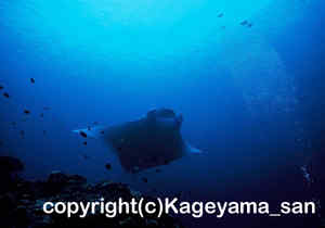 「マンタ」　かげやまさん撮影