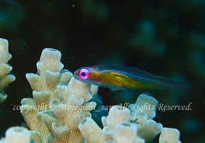 「アカメハゼ」　みねぎしさん撮影