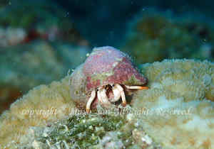 「アカツメサンゴヤドカリ」　まよさん撮影