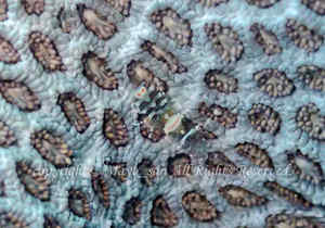 「ヒメイソギンチャクエビ」　まよさん撮影