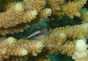 「イチモンジコバンハゼ」　たかはしさん撮影