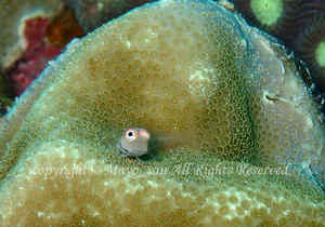 「イシガキカエルウオ」　まよさん撮影