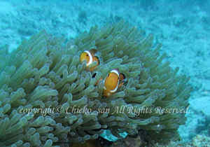 「カクレクマノミ」　ちえこさん撮影