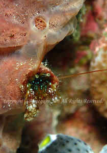 「カンザシヤドカリの仲間」　みねぎしさん撮影