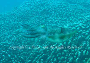 「コブシメ」　ちえこさん撮影