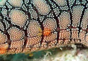 「コペポーダ」　みねぎしさん撮影