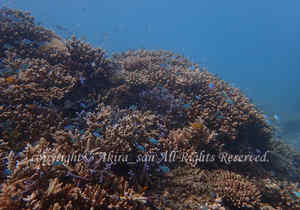 「デバスズメダイ」　たかはしさん撮影