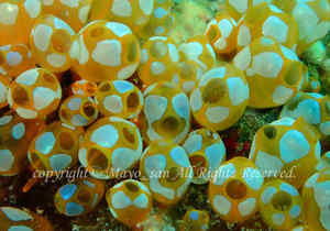 「ウルトラマンホヤ」　みねぎしさん撮影