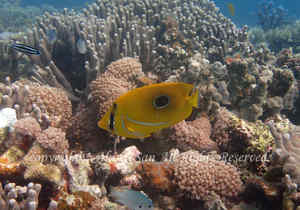 「ウミヅキチョウチョウウオ」　たかはしさん撮影
