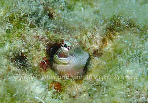 「ヤイトギンポ」　みねぎしさん撮影