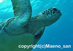 「アオウミガメ」　まえのさん撮影