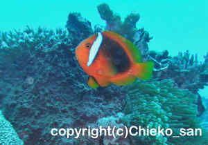 「ハマクマノミ」　ちえこさん撮影