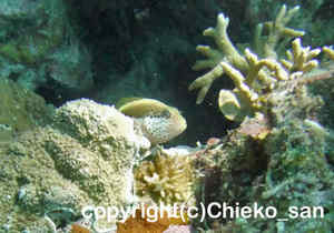 「ホシゴンベ」　ちえこさん撮影