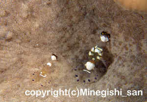 「イソギンチャクエビ」　みねぎしさん撮影