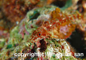 「カスリヘビギンポ」　みねぎしさん撮影