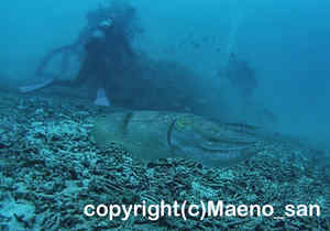 「コブシメ」　まえのさん撮影