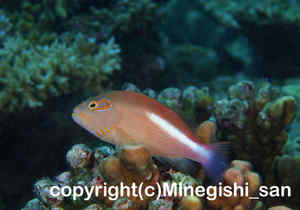 「メガネゴンベ」　みねぎしさん撮影