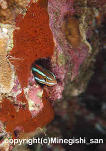 「ミナミギンポ」　みねぎしさん撮影