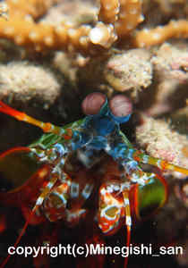 「モンハナシャコ」　みねぎしさん撮影